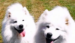 Family Samoyeds